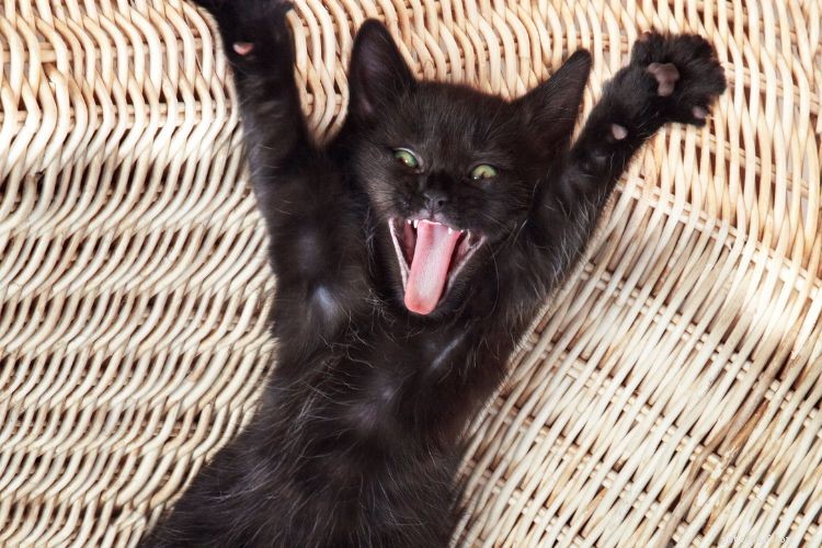 10 Cat Behaviors That Only Owners Truly Understand