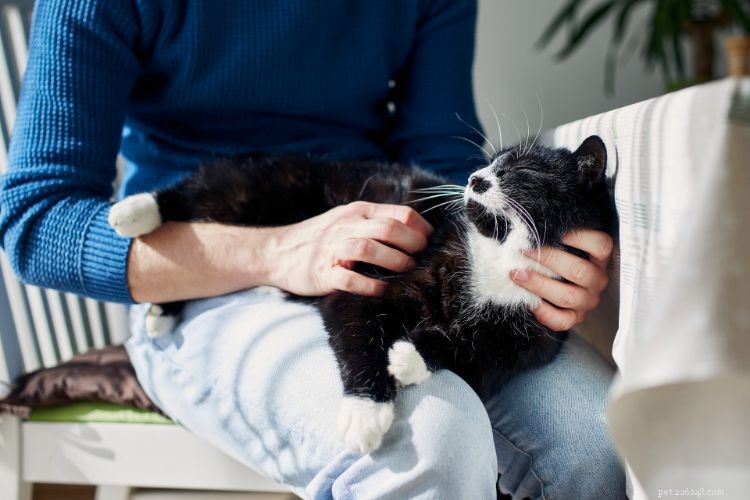 10 Cat Behaviors That Only Owners Truly Understand