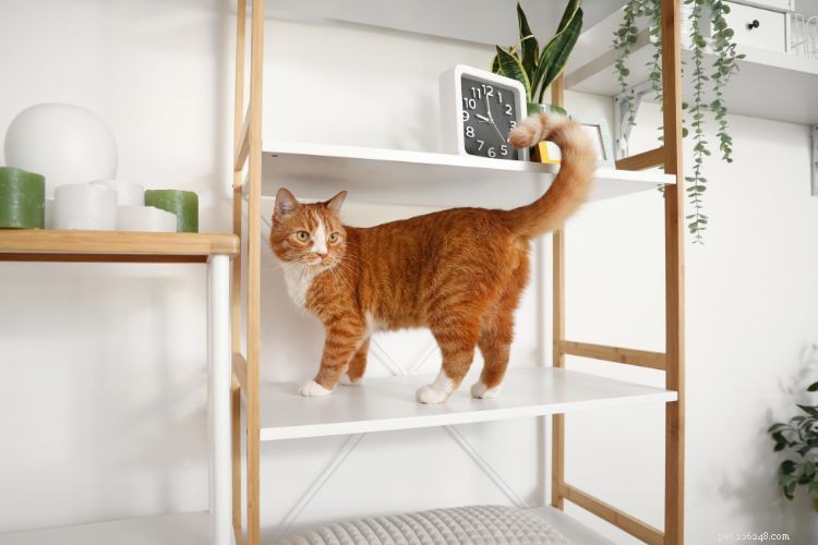 10 Cat Behaviors That Only Owners Truly Understand