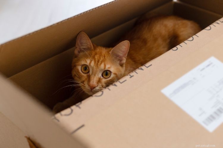 10 Cat Behaviors That Only Owners Truly Understand