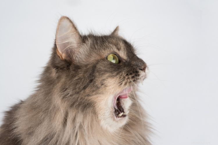 10 Cat Behaviors That Only Owners Truly Understand