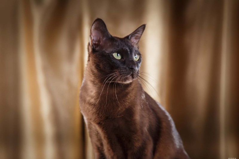 10 Cat Behaviors That Only Owners Truly Understand