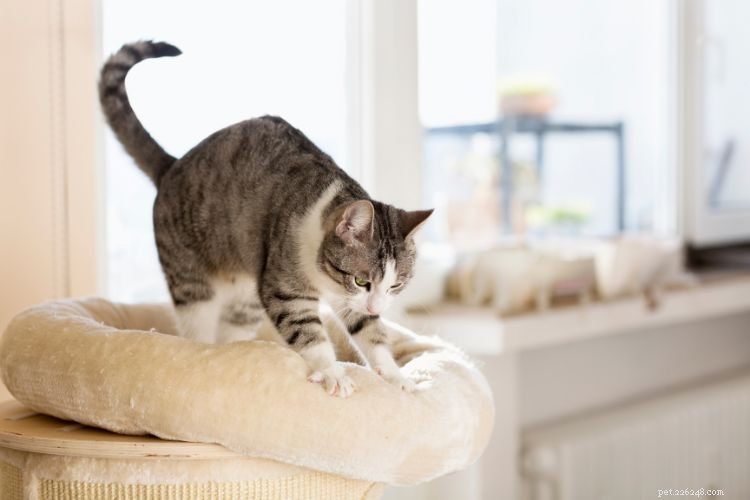10 Cat Behaviors That Only Owners Truly Understand