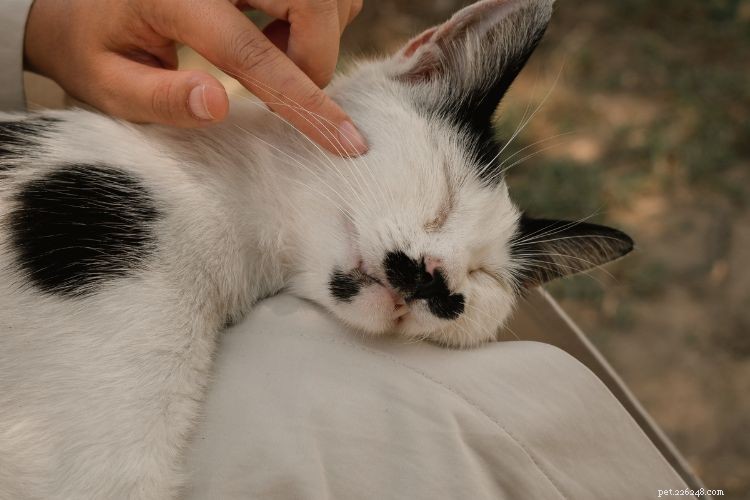 10 Clear Signs Your Cat Trusts You as a Protector