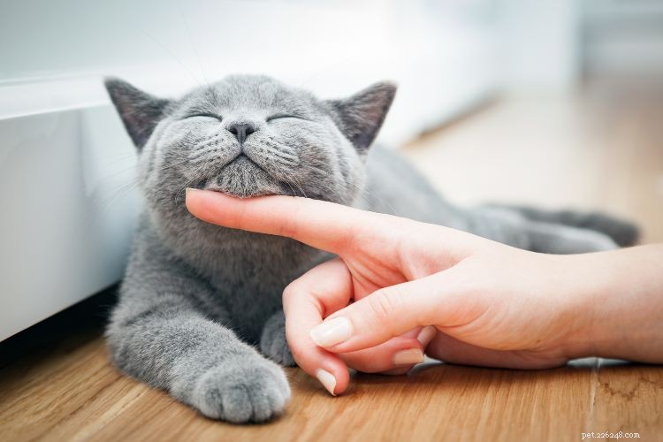 10 Clear Signs Your Cat Trusts You as a Protector