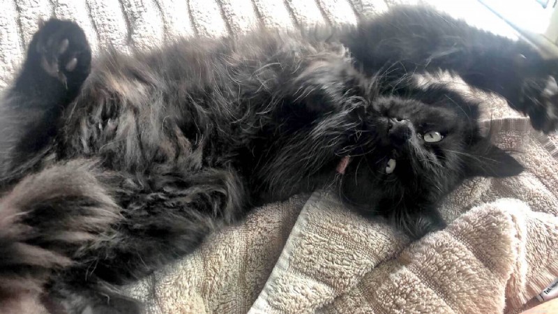 10 Clear Signs Your Cat Trusts You as a Protector