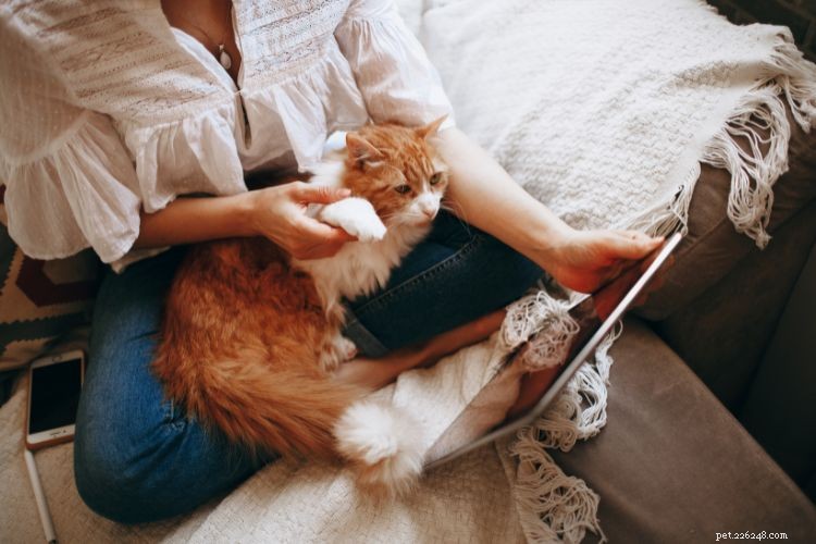 10 Clear Signs Your Cat Trusts You as a Protector