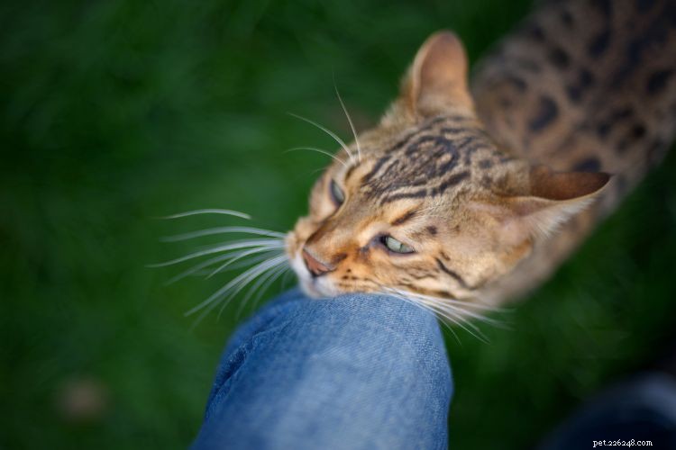 10 Clear Signs Your Cat Trusts You as a Protector