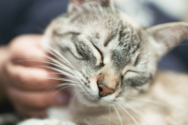 10 Clear Signs Your Cat Trusts You as a Protector