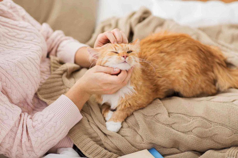 10 Clear Signs Your Cat Trusts You as a Protector