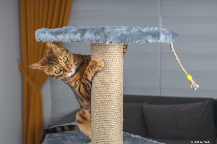 10 Clear Signs Your Cat Trusts You as a Protector