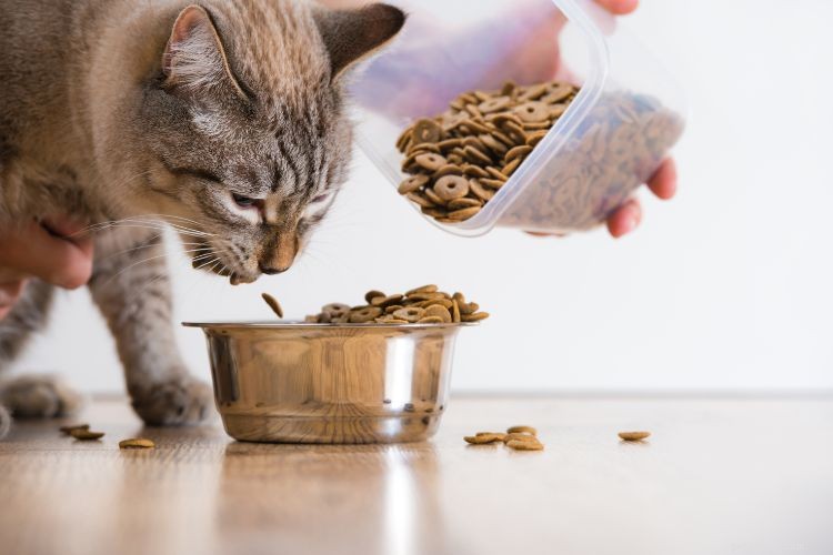 10 Clear Signs Your Cat Trusts You as a Protector