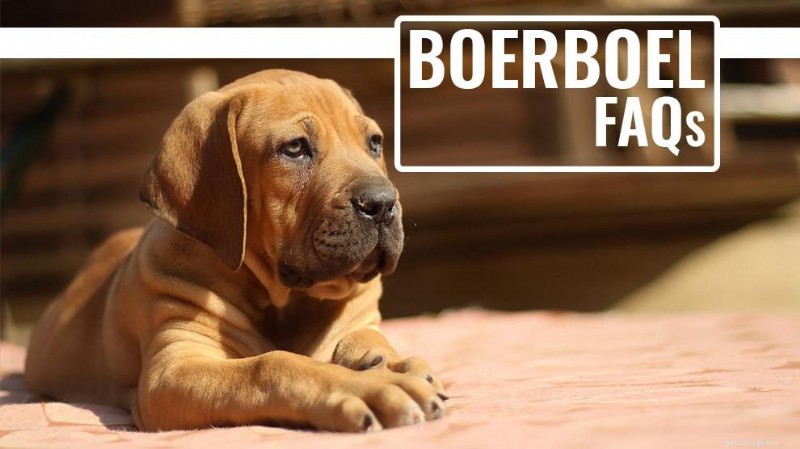 Boerboel FAQs: All Your Questions About the Powerful South African Guard Dog Answered