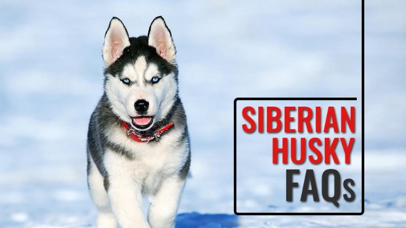 Siberian Husky FAQs: Everything You Need to Know