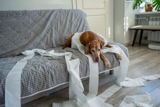 Keep Your Dog Calm, Engaged, and Happy While You’re Home Alone
