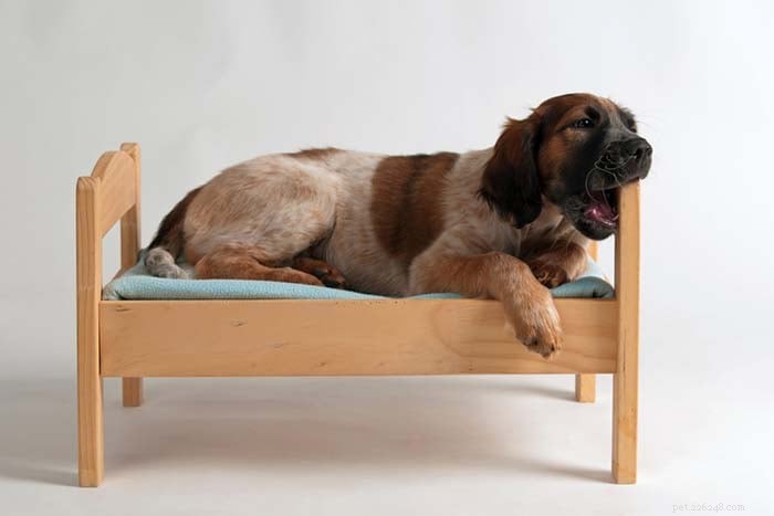 Keep Your Dog Calm, Engaged, and Happy While You’re Home Alone