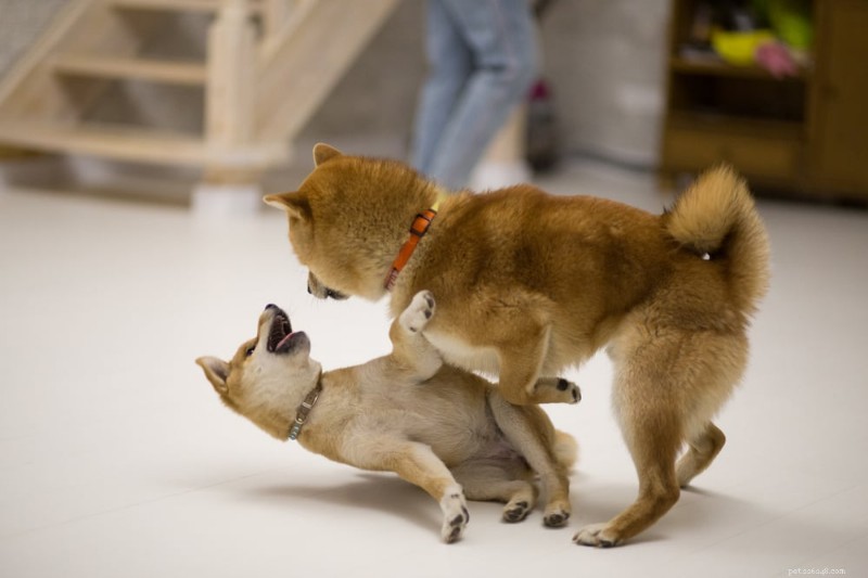 Preventing Dog Fights at Home: Expert Strategies for Multi‑Dog Households