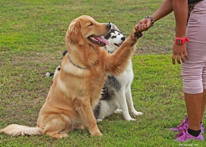 Preventing Dog Fights at Home: Expert Strategies for Multi‑Dog Households