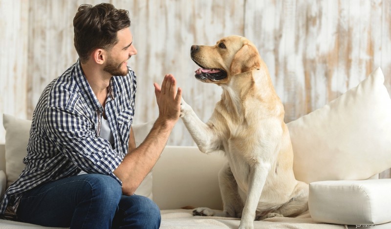 2025 Dog Owner FAQs: Expert Answers to 20 Common Questions