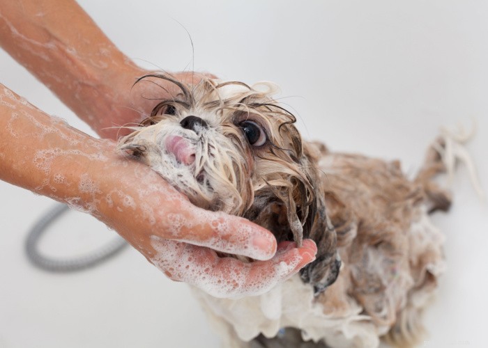 2025 Dog Owner FAQs: Expert Answers to 20 Common Questions
