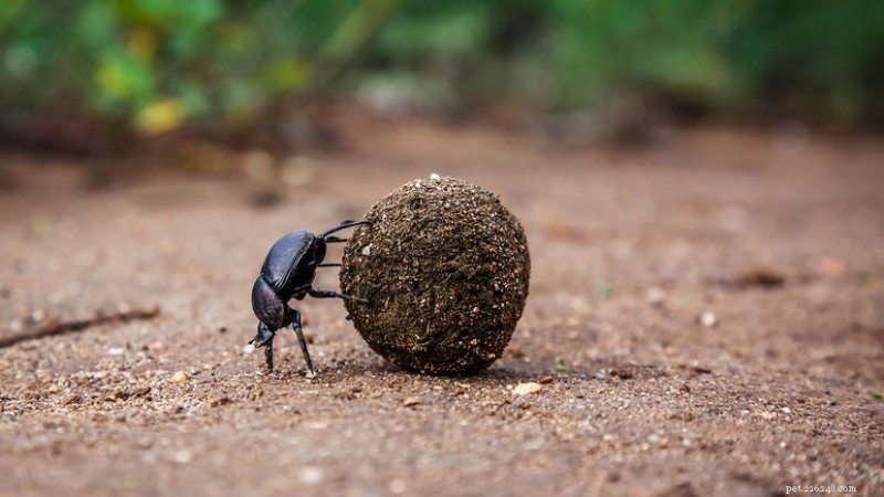 Which Animal Produces More Dung: African Savanna Elephant or White Rhino?