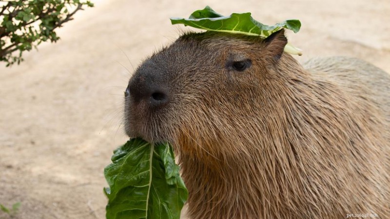 Baby Elephant vs Adult Capybara: Who Is Heavier and Taller?