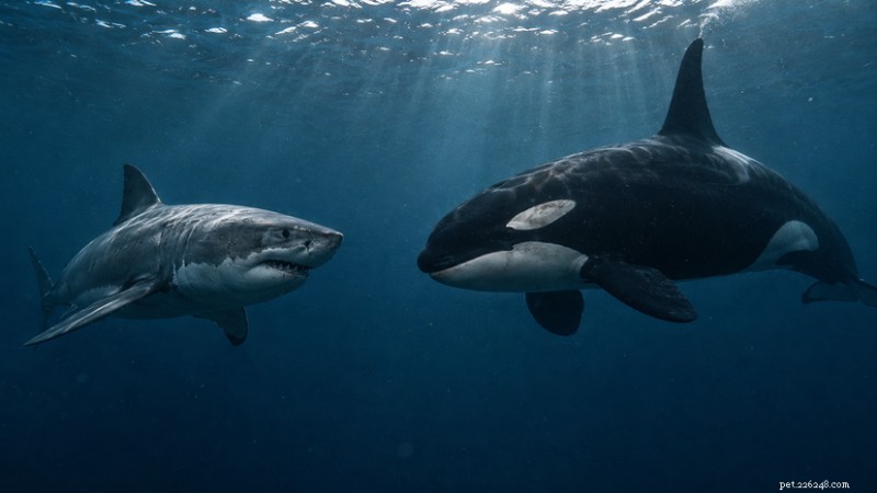 Killer Whale vs. Great White Shark: Which Apex Predator Prevails?
