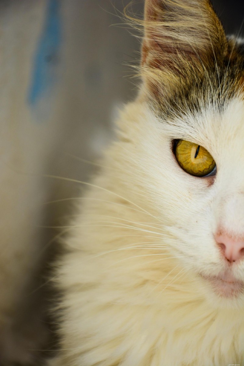 Dry Eye in Senior Pets: Spot, Diagnose, and Manage the Condition