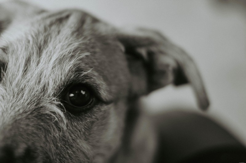 Dry Eye in Senior Pets: Spot, Diagnose, and Manage the Condition