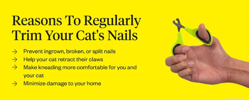 Why Cats Scratch: Instinct, Health, and How to Protect Your Home