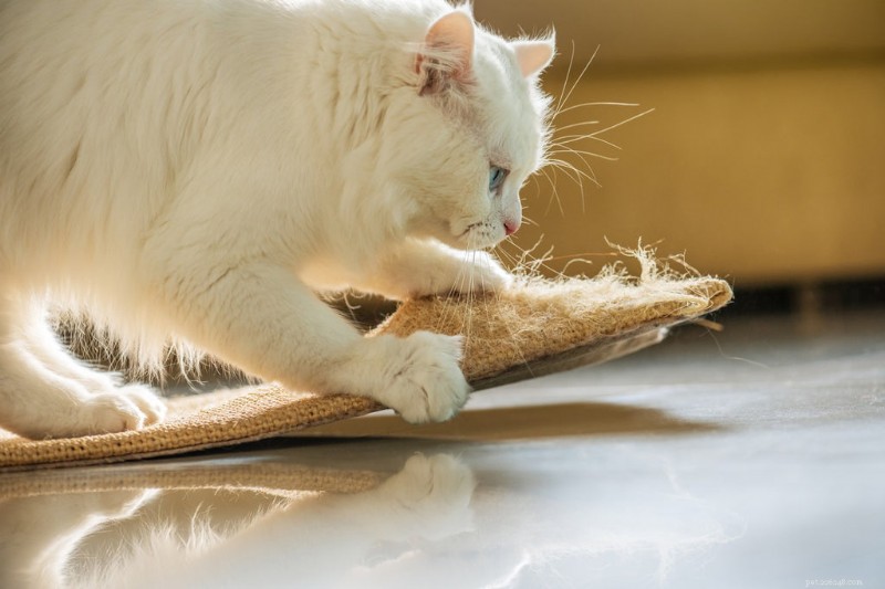 Why Cats Scratch: Instinct, Health, and How to Protect Your Home