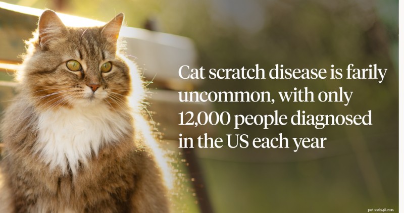 Cat Scratch Fever: Symptoms, Diagnosis, and Prevention Tips