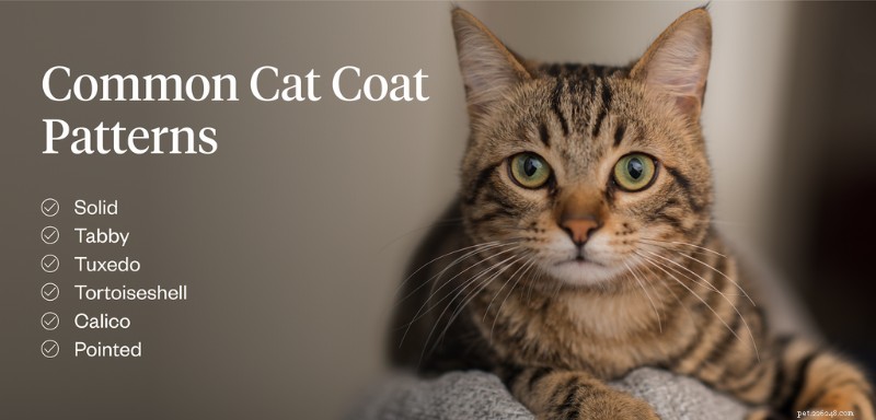 The Definitive Guide to Cat Coat Patterns and Genetics
