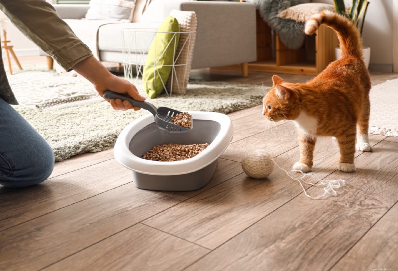 2026’s Top Natural Cat Litters: Eco‑Friendly, Odour‑Free, and Easy‑Clean Options