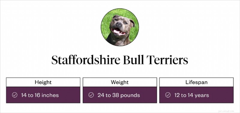 Staffordshire Bull Terrier Profile: History, Traits, and Care Guide