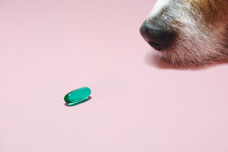 Rimadyl (Carprofen) for Dogs: Expert Guide to Uses, Dosage, and Side Effects