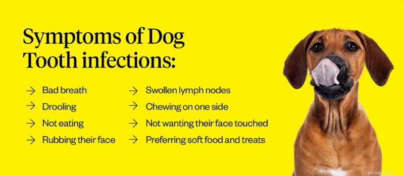 Understanding Dog Tooth Infections: Causes, Symptoms, and Treatment Options