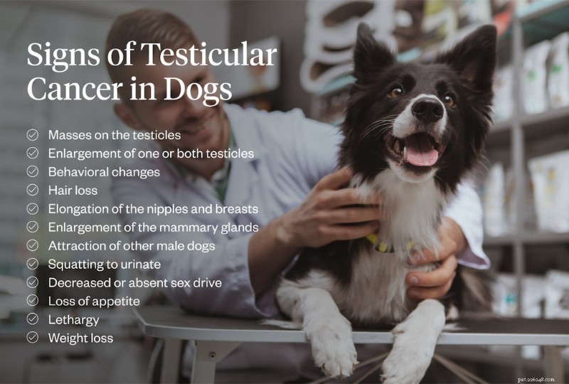 Testicular Cancer in Dogs: Early Signs, Causes, and Effective Treatments