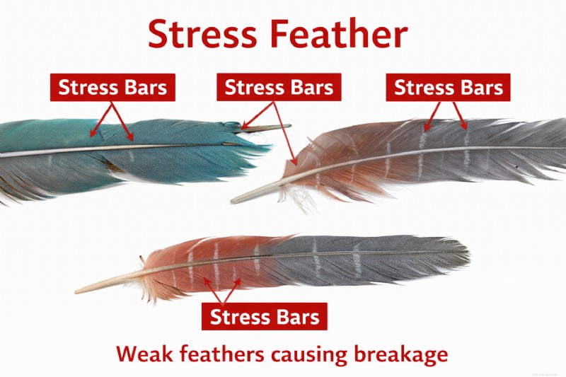 Is Your Bird in a Constant Molt? Understanding and Managing Chronic Feather Loss