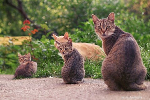 Should You Adopt a Male or Female Cat? Debunking Myths and Finding the Right Companion