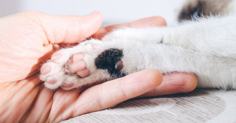The Complete Guide to Your Cat’s Feet and Paws: Care, Common Problems, and Prevention