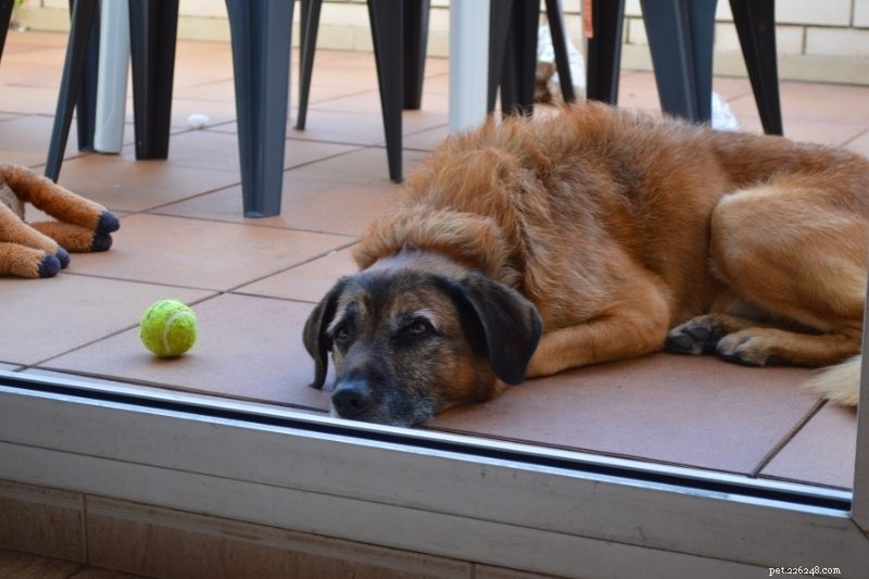 Why Dogs Sleep So Much: The Science Behind Their Mandala‑Like Rest