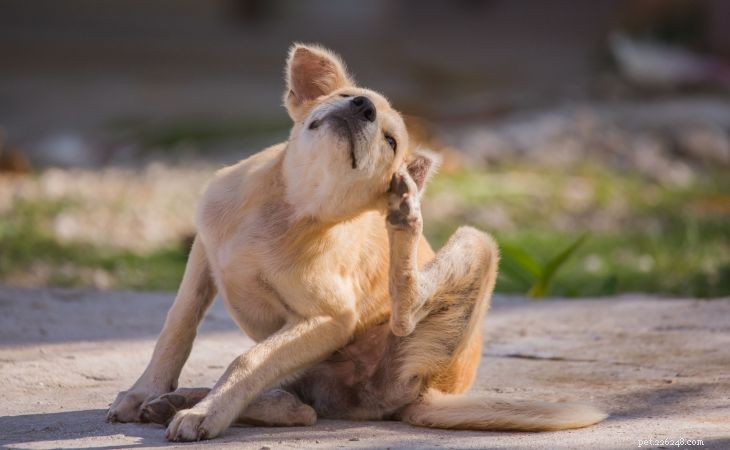Understanding, Preventing, and Managing Your Dog’s Itching: A Veterinary Guide