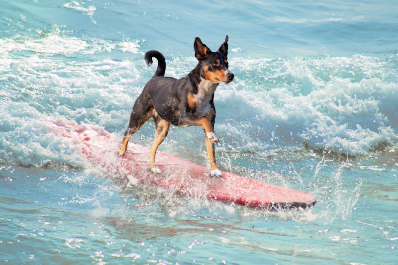 8 Exciting Extreme Sports Every Dog Can Try