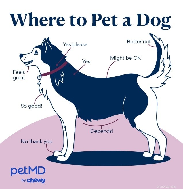 How to Pet a Dog Properly: A Vet’s Guide to Positive First Encounters