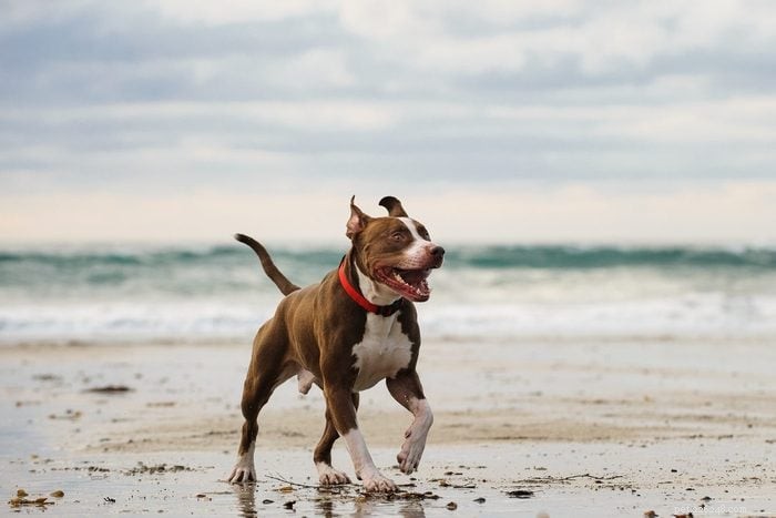 Top 15 Dog-Friendly Beaches in the U.S. You’ll Love