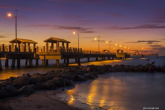 Top 15 Dog-Friendly Beaches in the U.S. You’ll Love