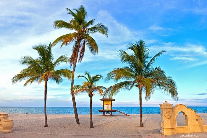 Top 15 Dog-Friendly Beaches in the U.S. You’ll Love