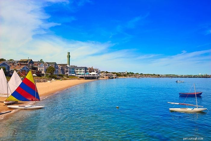 Top 15 Dog-Friendly Beaches in the U.S. You’ll Love