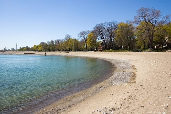Top 15 Dog-Friendly Beaches in the U.S. You’ll Love